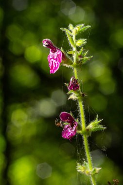 Çiçek açmış bir çitin kenarındaki Woundwort Stachys Sylvatica çiçeğini kapatın..