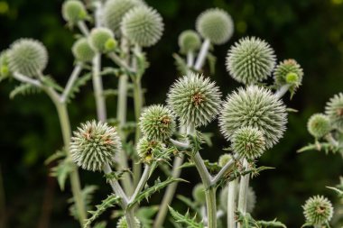 Vahşi doğada, bal bitkisi echinops sphaerocephalus çiçek açar..
