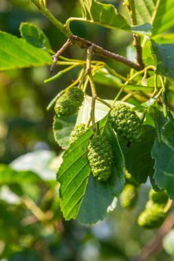 Yeşil ve kahverengi alder konileri, alder catkins ve yeşil yapraklar.
