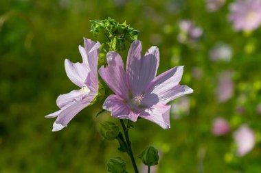 Baharda güneşin altında güzel çiçeklerin yakın çekimi. Malva ortak. Malva sylvestris. Yaygın mallow.