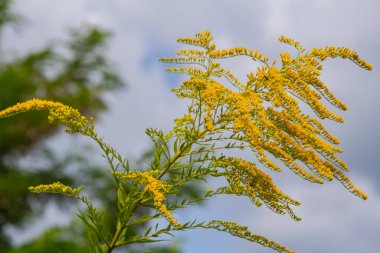 Kanada altın çubuğu, küçük sarı çiçek başları kümesi, yaklaşın. Solidago canadensis ya da brendiae, Asteraceae familyasından uzun ömürlü bir bitki türü..