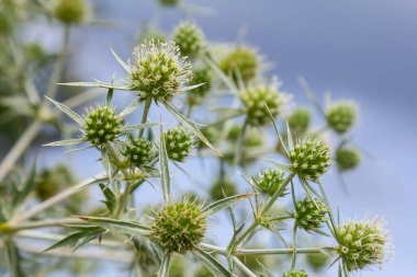 Vahşi doğada eryngo olarak bilinen devedikeni Eryngium kampı yetişir. Tıbbi olarak kullanılan bir Eryngium türüdür..