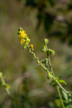 Yaygın tarım tohumları, Latince adı Agrimonia Eupatoria.
