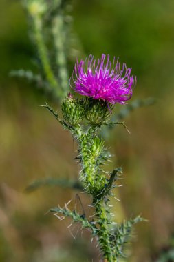 Karduus akantoidlerinin parlak mor çiçeği, dikensiz devedikeni, dikenli devedikeni, ya da karanlık orman arka planının önündeki tüysüz devedikeni olarak bilinir..