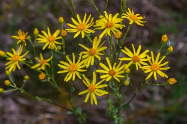 Orman çayırında yabani Jacobaea vulgaris bitkisi. Ragwort, kokuşmuş Willie ya da tansy ragwort olarak bilinir. Yeşil arka planda sarı narin çiçek.