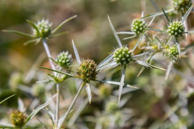 Vahşi doğada eryngo olarak bilinen devedikeni Eryngium kampı yetişir. Tıbbi olarak kullanılan bir Eryngium türüdür..