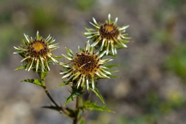 Carlina Biebersteinii doğada bitki yetiştiriyor. Carlina vulgaris ya da Carline devedikeni, Asteraceae Compositae ailesinden. Carlina corymbosa.