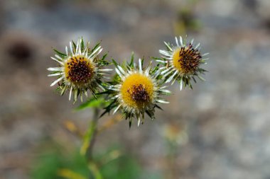 Carlina Biebersteinii doğada bitki yetiştiriyor. Carlina vulgaris ya da Carline devedikeni, Asteraceae Compositae ailesinden. Carlina corymbosa.