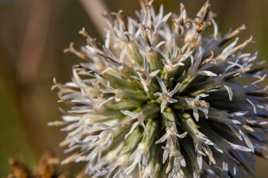 Vahşi doğada, bal bitkisi echinops sphaerocephalus çiçek açar..
