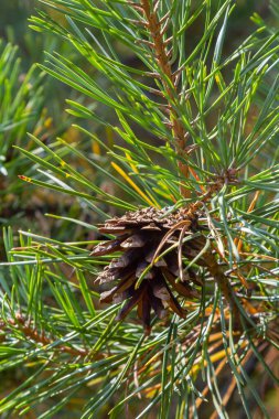 Doğal ortamda kozalaklı Pinus Sylvestris dalı.
