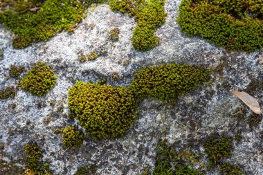 Granit yosun, doğada kaya yosunu olarak da bilinir..