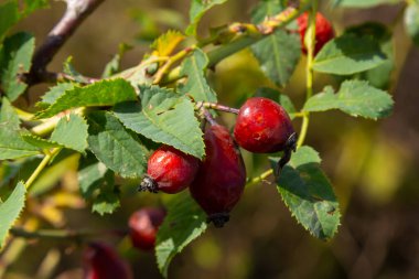 Kırmızı köpek güz mevsiminde böğürtlen verir. Güneşli bir günde birçok kırmızı gül ağacı meyvesi ve yeşil yapraklar.
