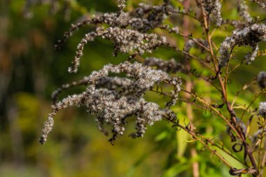 Kanada altın çubuğu, küçük sarı çiçek başları kümesi, yaklaşın. Solidago canadensis ya da brendiae, Asteraceae familyasından uzun ömürlü bir bitki türü..