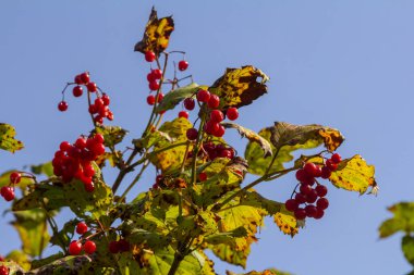 Viburnum sıradan, ya da Viburnum kırmızı Viburnum opulus sonbaharda yaprak döken bir odundur..