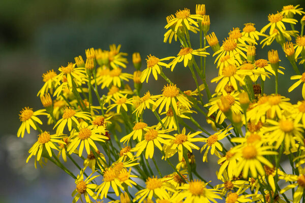 Wild plant Jacobaea vulgaris in the forest meadow. Known as ragwort, stinking Willie or tansy ragwort. Yellow delicate flower on a green background.