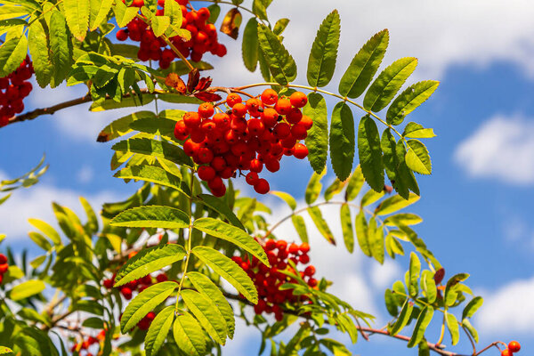 A bunch of red rowan berries on a tree.