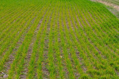 Bereketli yeşil pirinç bitkileri sel basmış bir tarlayı dolduruyor, temiz sıralar sergiliyor ve açık gökyüzünün altında kırsal bir alanda sağlıklı büyüme gösteriyor..