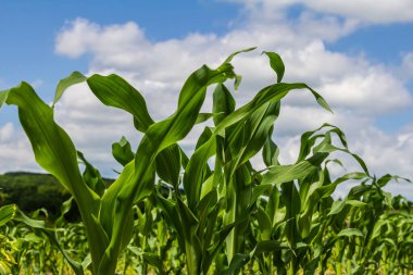 Kara toprakta yetişen bir mısır filizinin endüstriyel tarlası. Gün batımında mısır güzel sıralarda yetişir. Tarım arazisi.