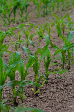 Kara toprakta yetişen bir mısır filizinin endüstriyel tarlası. Gün batımında mısır güzel sıralarda yetişir. Tarım arazisi.
