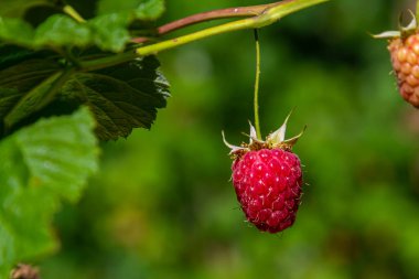 Çalının dallarında olgun kırmızı ahududular. Bahçede bir ahududu tarlası.