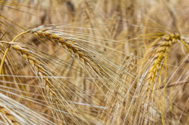 Altın buğday sapları birbirine dolanmış, rüzgarda hafifçe sallanıyor, kırsal bir alanda yaz sonu hasat mevsiminde sıcak güneş ışığını yansıtıyor..