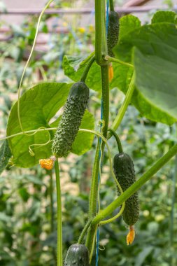 Ilık bir yaz gününde, parlak güneşin altında yemyeşil yeşilliklerle ve sarı çiçeklerle çevrili, bahçedeki bir sarmaşıkta sallanan canlı salatalıklar..
