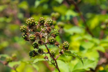 Olgunlaşmamış böğürtlen closeup bulanık yeşil arka plana sahip.