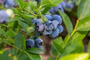 Canlı bir mavi yaban mersini çalısı Olgunlaşmış yabanmersini kümelerini iyi bakılmış bir bahçede sergiliyor.