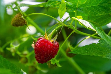 Çalının dallarında olgun kırmızı ahududular. Bahçede bir ahududu tarlası.