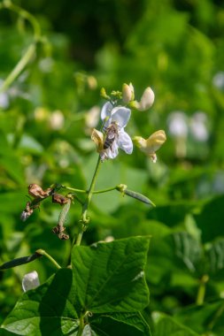 Bir arı, bereketli yeşil yapraklarla çevrili narin beyaz ve sarı çiçeklerden nektar toplar. Parlak gün ışığında, sakin bir doğal ortamda..