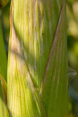 Hasat mevsiminde mısır tarlalarındaki mısır koçanları kavrulmuş mısır veya temel gıda olarak kullanılabilir..