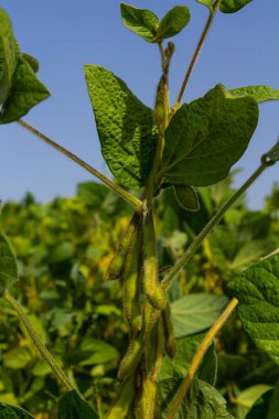Kabuklu yemyeşil soya bitkileri güneşli bir gökyüzünün altında asılıdır. Bu da tarım alanında verimli bir büyüme mevsimi olduğunu gösterir..