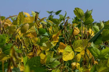 Soya fasulyesi bitkileri hasat zamanına yaklaşırken yeşil ve sarı yaprakların bir karışımını sergiler. Parlak mavi gökyüzü, doğanın güzelliğini gösteren tarımsal manzarayı çerçeveler..
