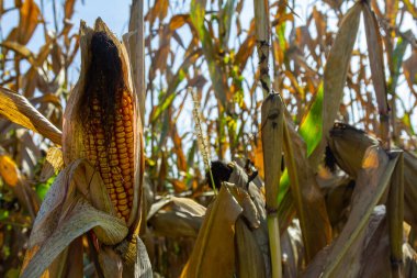 Hasat mevsiminde mısır tarlalarındaki mısır koçanları kavrulmuş mısır veya temel gıda olarak kullanılabilir..