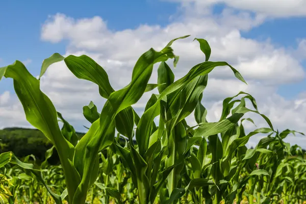 Kara toprakta yetişen bir mısır filizinin endüstriyel tarlası. Gün batımında mısır güzel sıralarda yetişir. Tarım arazisi.