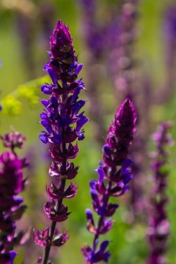Salvia nemorosa, orman bilgesi, güzel parlak renk, çiçek açmış menekşe mavisi çiçekler, bahçedeki muscadine çiçekli süs bitkileri.