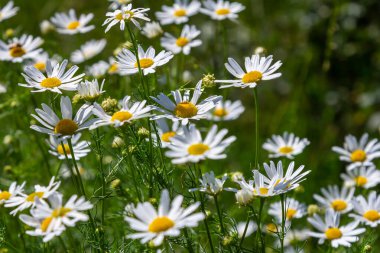 Oxeye papatya papatyası İlkbaharda çiçek açıyor, Bahçede beyaz çiçekler kapanıyor, çayırda yabani papatyalar yetişiyor, yeşil çimlerde beyaz papatyalar. Oxeye papatya.