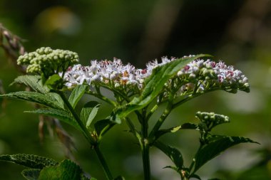 Sambucus coşkusu doğal ortamda çiçek açıyor..