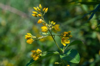 Lysimachia vulgaris flower, the garden loosestrife, yellow loosestrife, or garden yellow loosestrife, Blooming in the summer.