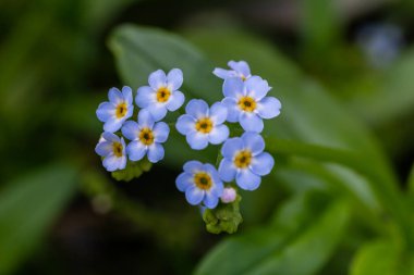 Myosotis akrepleri doğru ya da su beni unutma. Türkçe adı: Unutma beni cicegi.