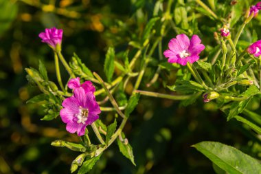 willow-herb epilobium hirsutum during flowering. Medicinal plant with red flowers.