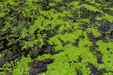 En azından su yüzeyindeki yosun bitkileri Lemna Dakika..