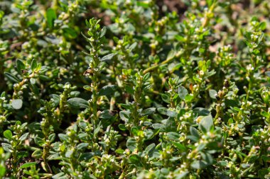 Bitkilerden oluşan kalın halı Polygonum aviculare aksi takdirde Kuş Highlander, düğüm otu, çim-karınca, kaz çimi, tomurcuklu kuş karabuğday. Seçici odaklanma, makro.