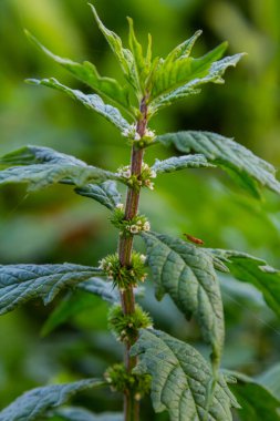 Leylak ve mor çiçek açan nane şekeri ya da Mentha Aquatica bitkilerinin doğal yaşam alanlarına yakın çekim..
