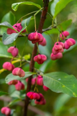 Avrupa Spindle Euonymus europaea 'sı parkta. Kırmızı Şelale Yaprak döken çalıların, Euonymus europaeus 'un sonbaharda yakın plan görüntüsü.