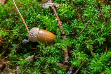 Sonbahar arka planında düşen meşe yaprakları ve olgun meşe palamutları orman zemininde yatar. Quercus robur, yaygın olarak petiolate meşe, Avrupa meşesi olarak bilinir..