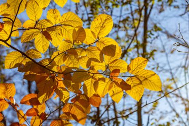Güz renkli kayın yaprakları bir ormanda gri bir arka planda. Sonbahar doğası.