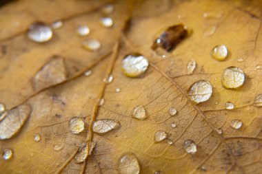 Erken inci çiy damlaları sonbaharda güneşli bir günde kuru meşe yapraklarına düşer..