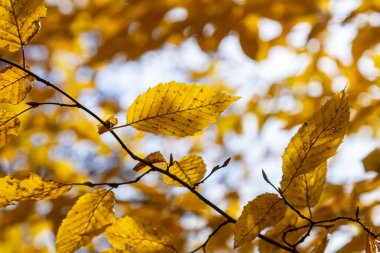 Güz renkli kayın yaprakları bir ormanda gri bir arka planda. Sonbahar doğası.