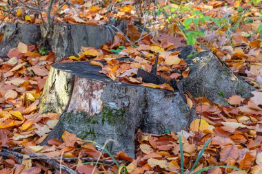 Kütük yosunla kaplı. Güzel kütüğün üzerinde büyüyen mantarlar var. Kesilmiş bir ağacın yakın plan çekimi bir orman zeminine karşı.